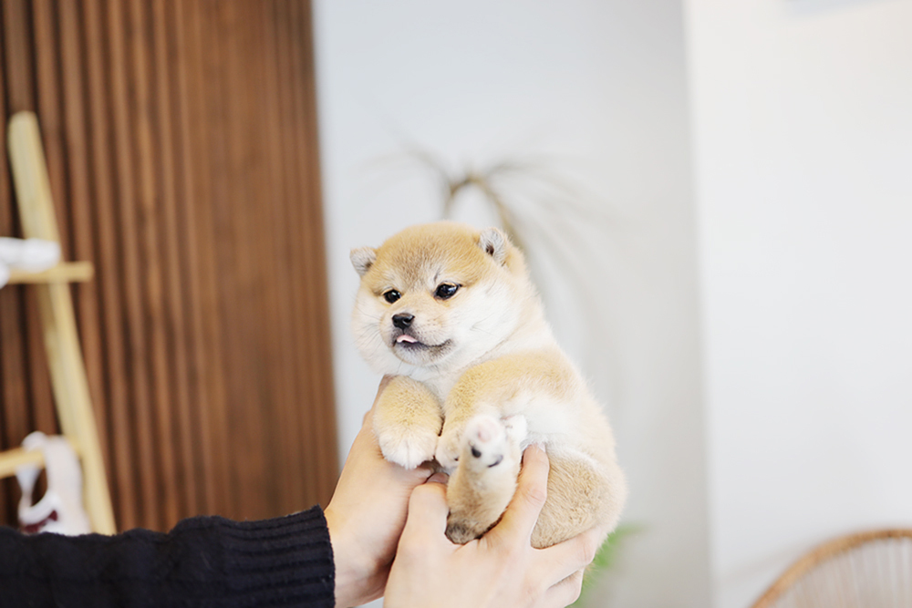 시바이누/시바견