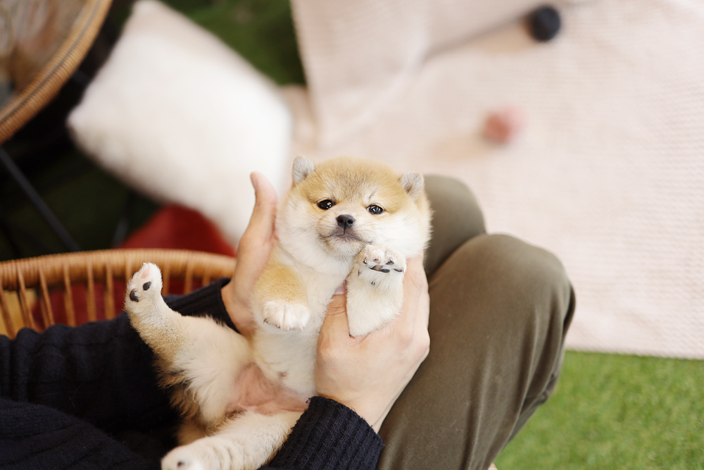 시바이누/시바견