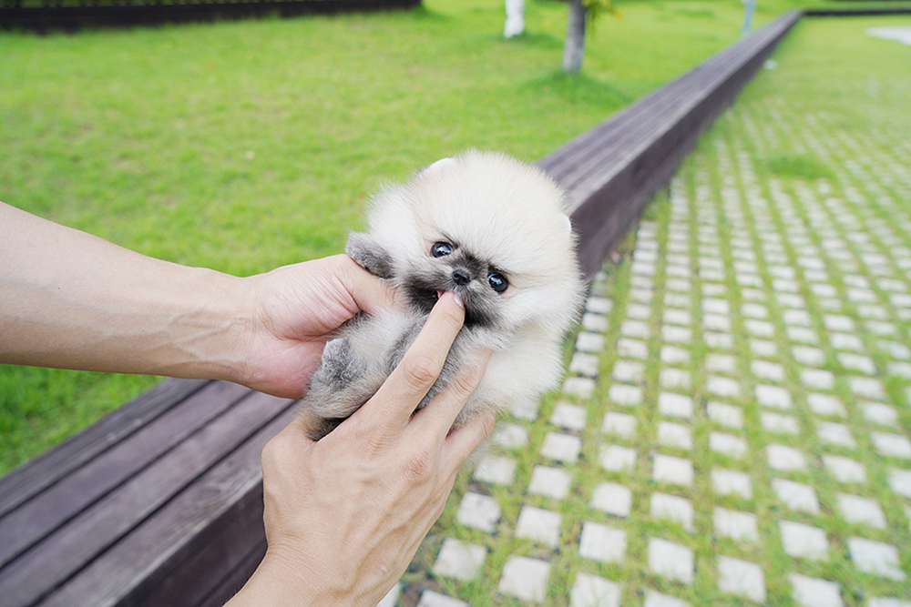 포메라니안