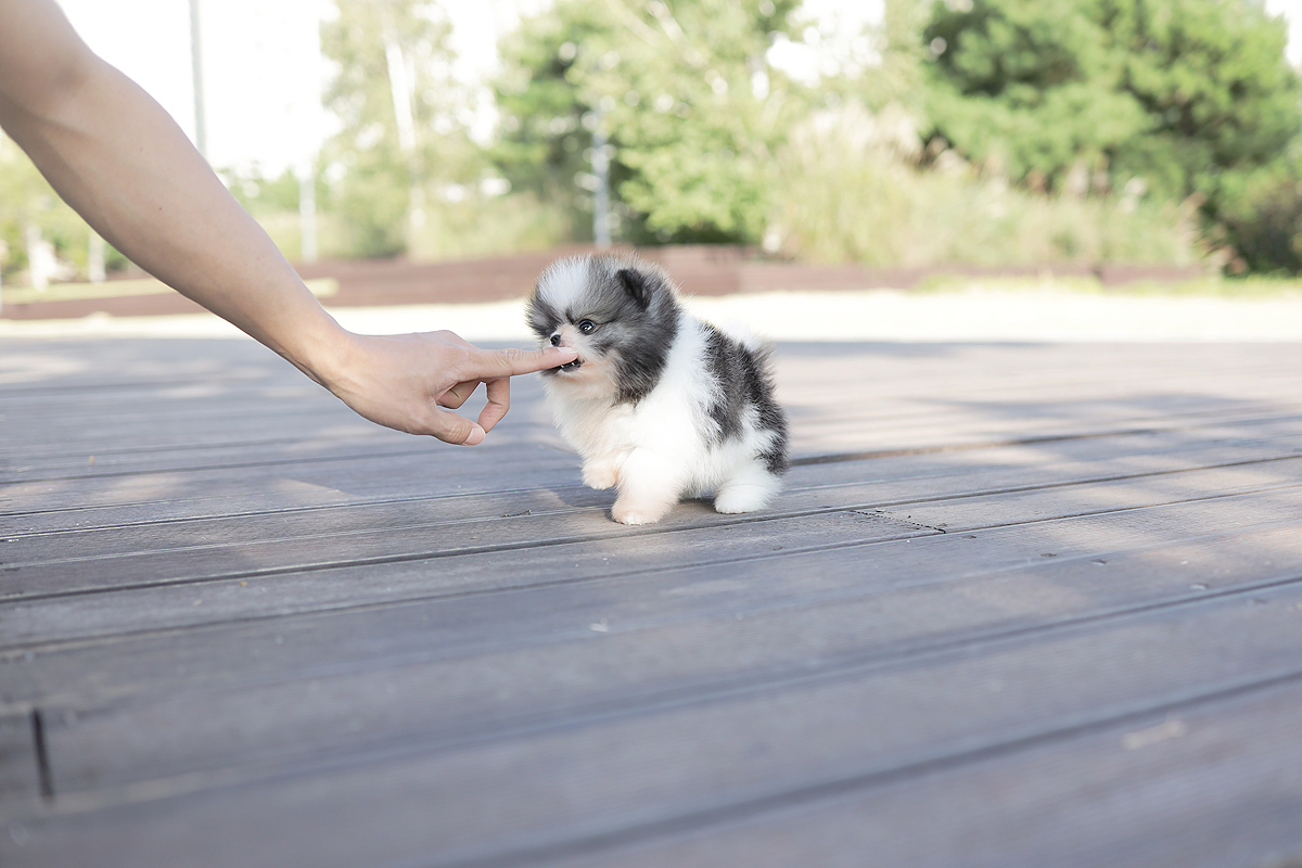 포메라니안