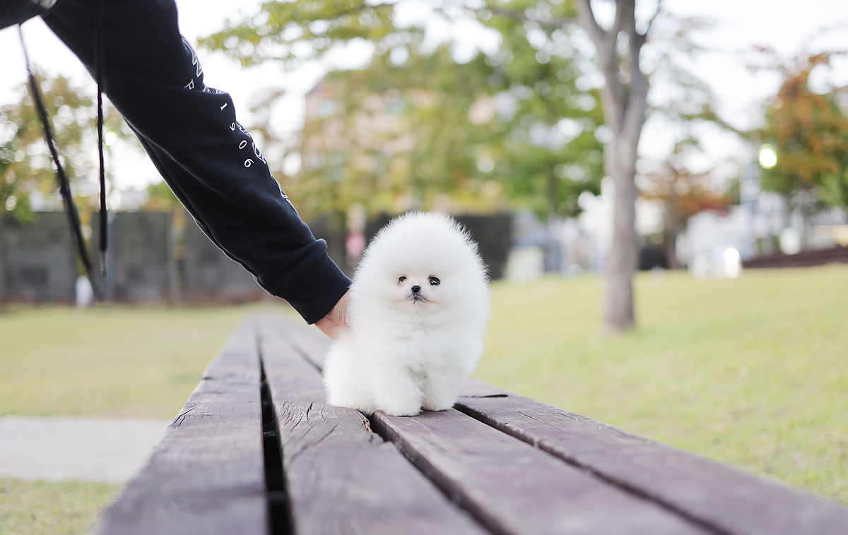 포메라니안