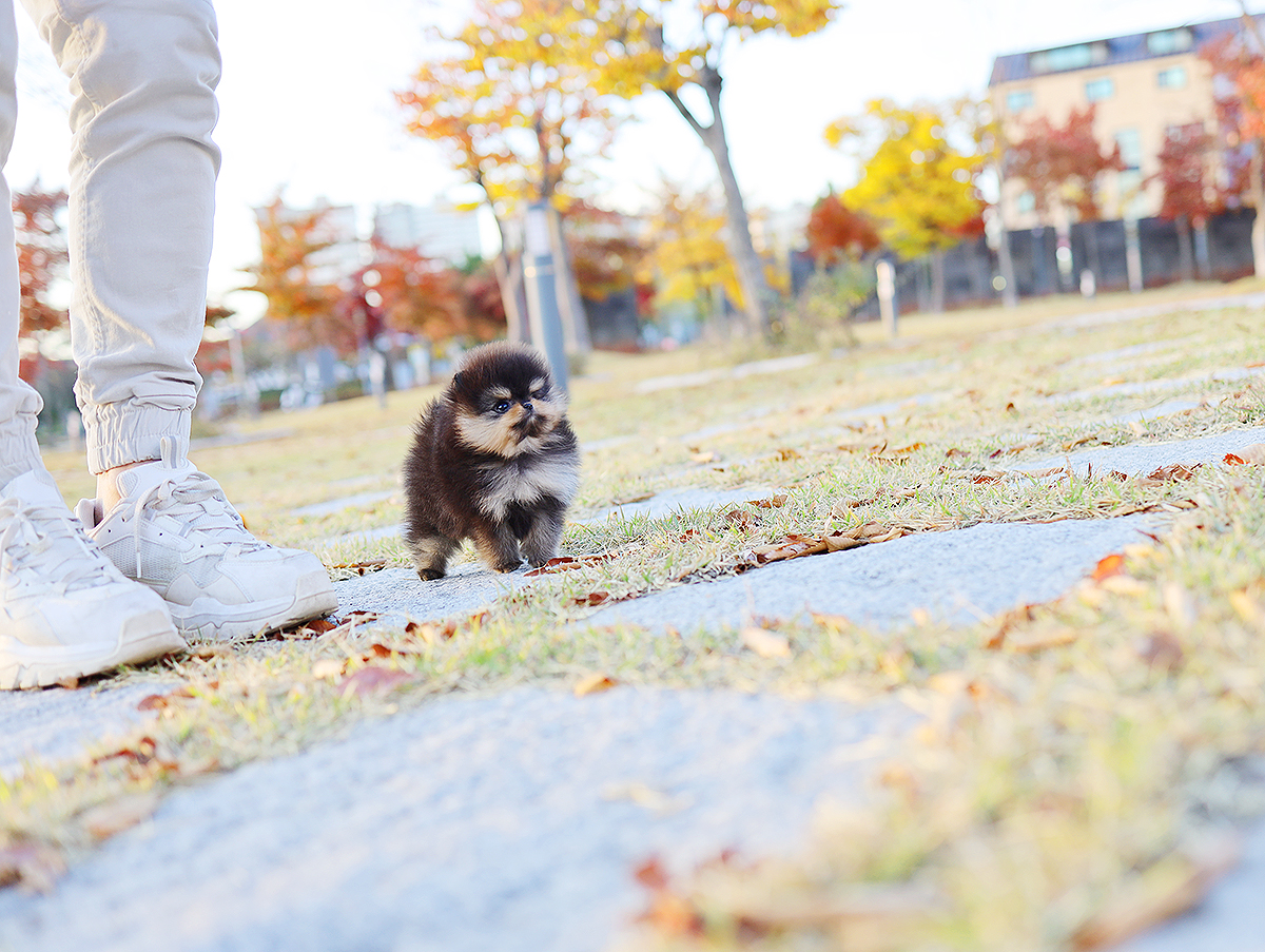 포메라니안