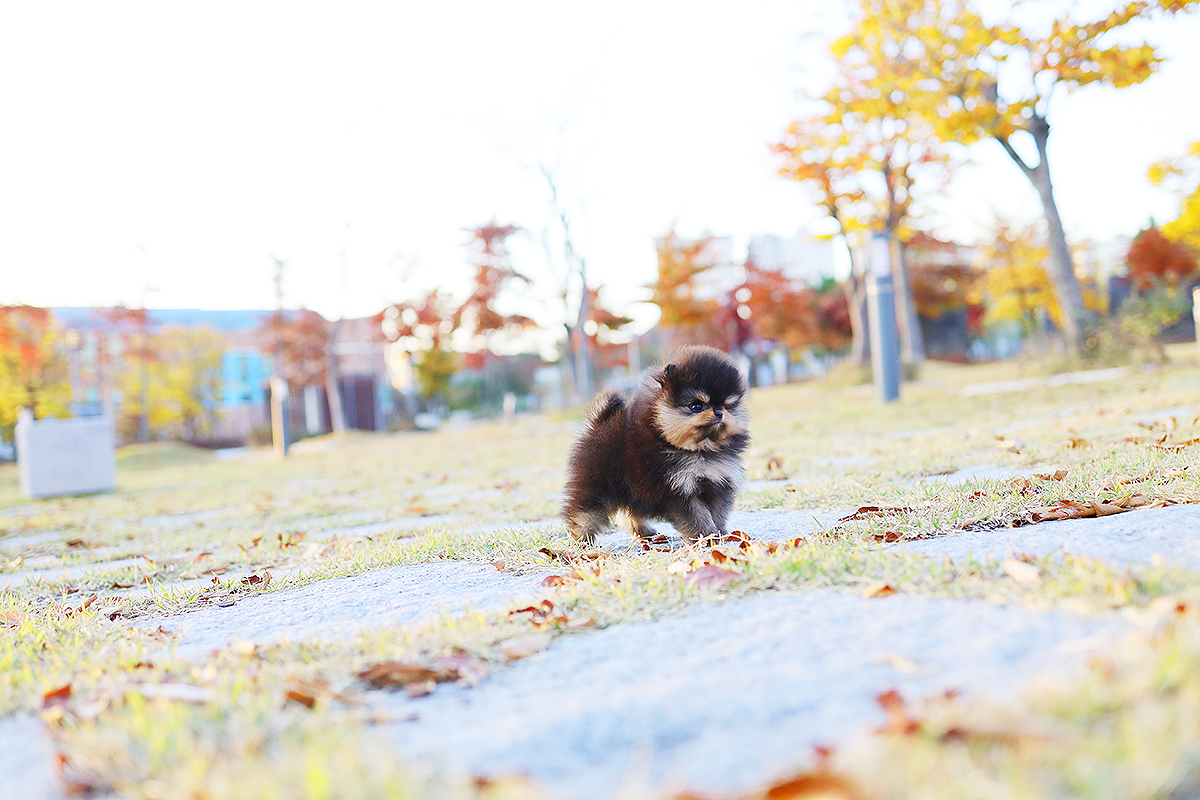 포메라니안