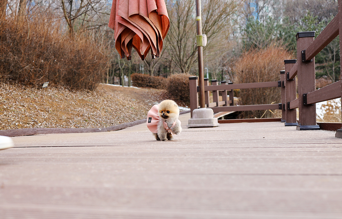 포메라니안