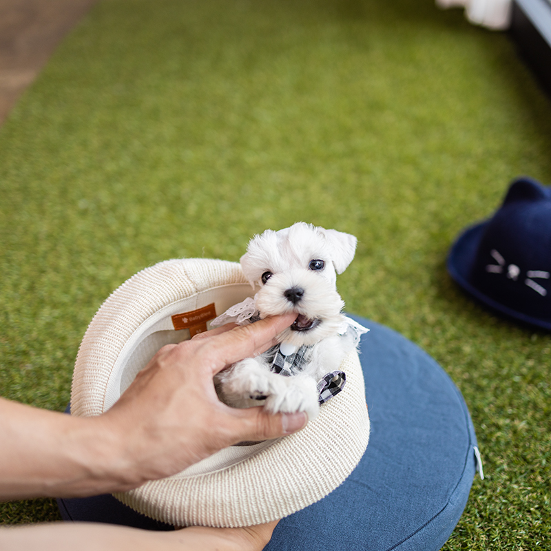 화이트슈나우저 [Miniature Schnauzer]