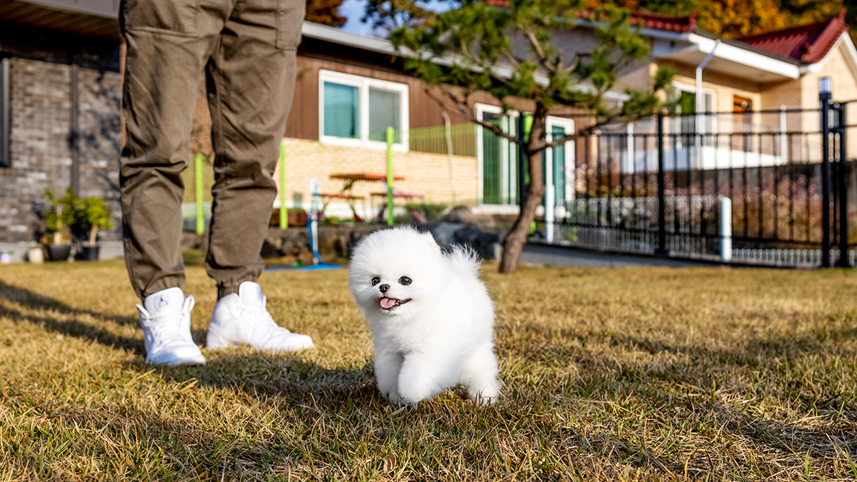 포메라니안