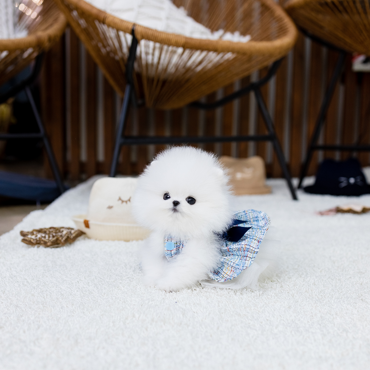 화이트포메라니안 [Pomeranian]