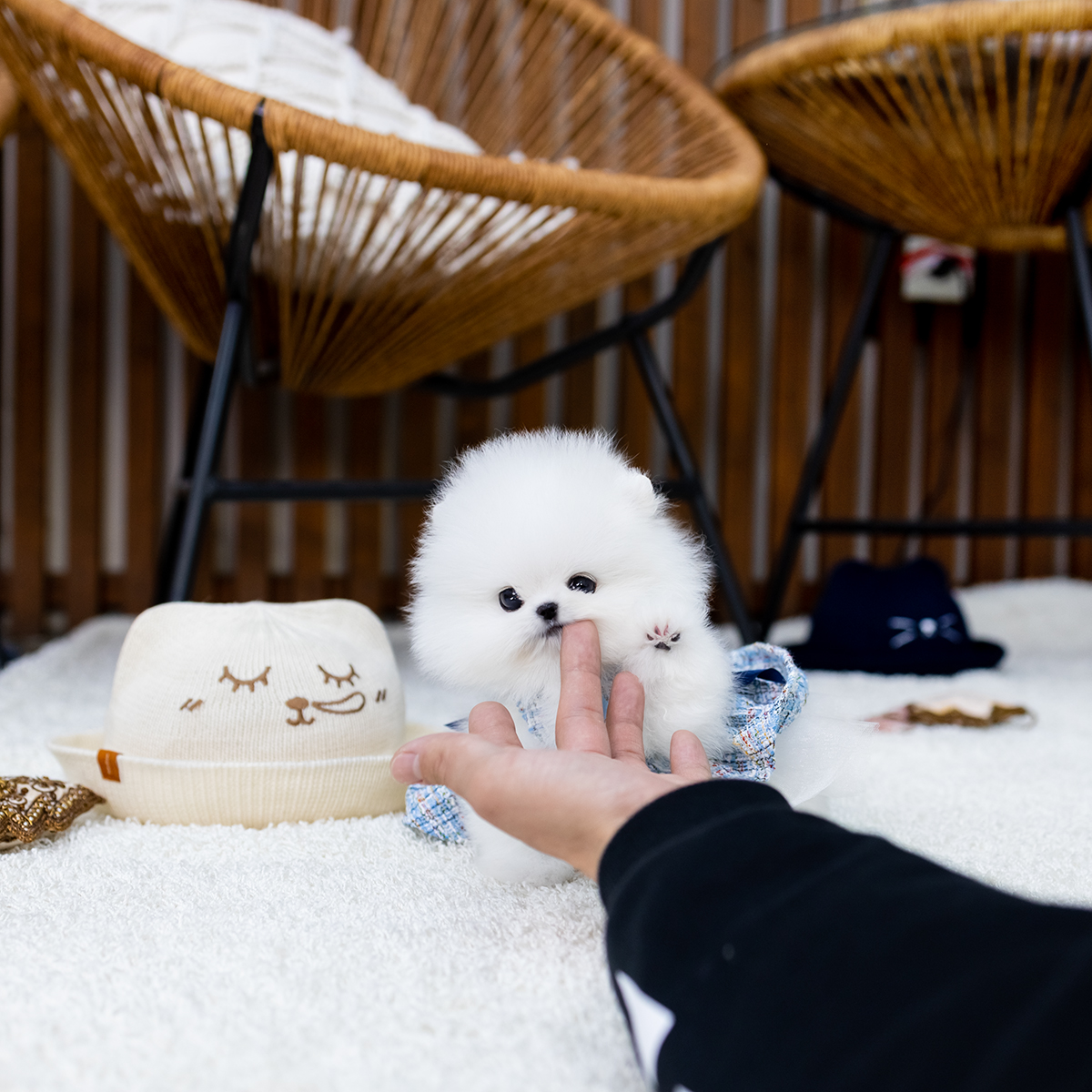 화이트포메라니안 [Pomeranian]