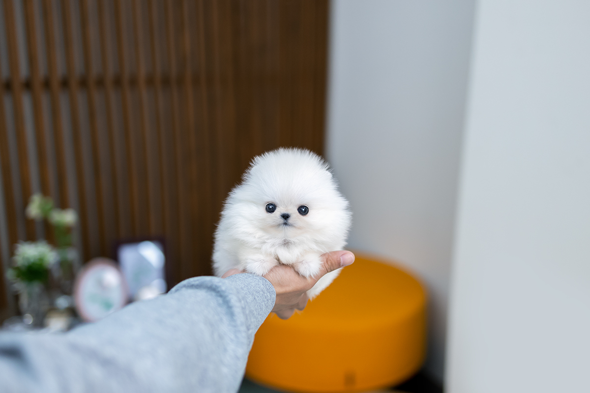 포메라니안 [Teacup Pomeranian]