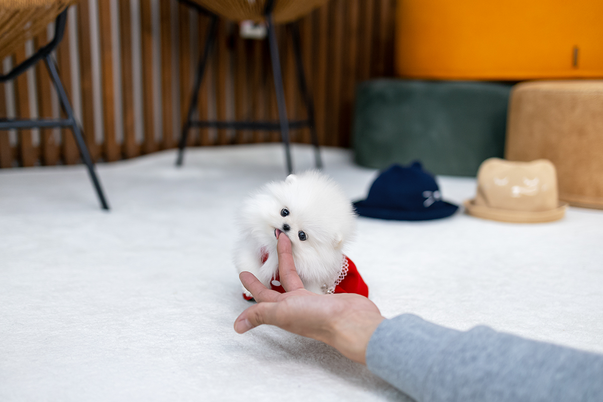 포메라니안 [Teacup Pomeranian]