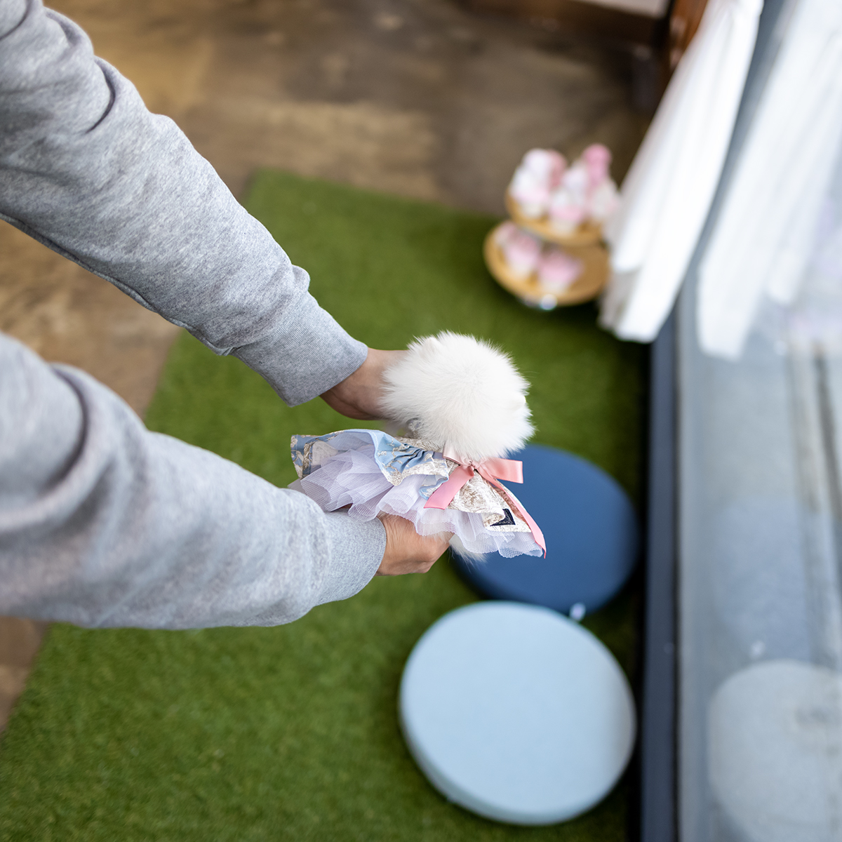 포메라니안 [Teacup Pomeranian]