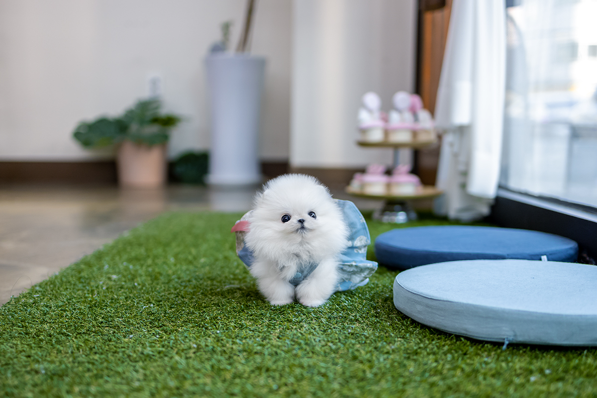 포메라니안 [Teacup Pomeranian]