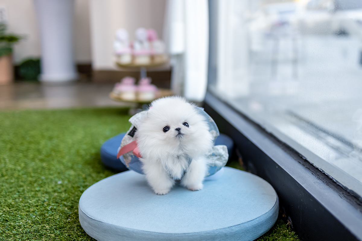 포메라니안 [Teacup Pomeranian]