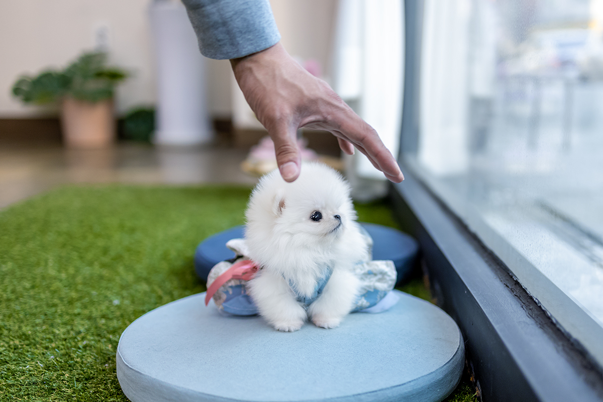 포메라니안 [Teacup Pomeranian]