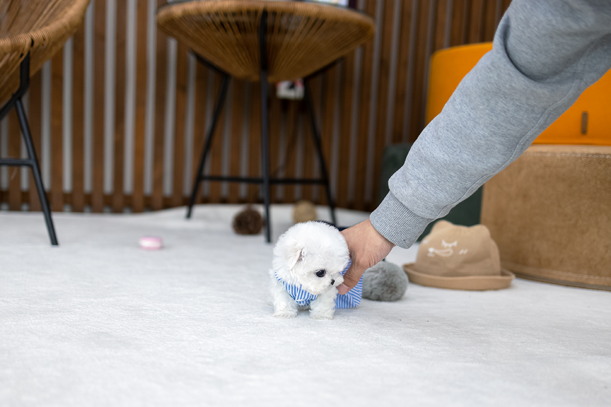 미니비숑프리제 [Mini Bichon Frise]