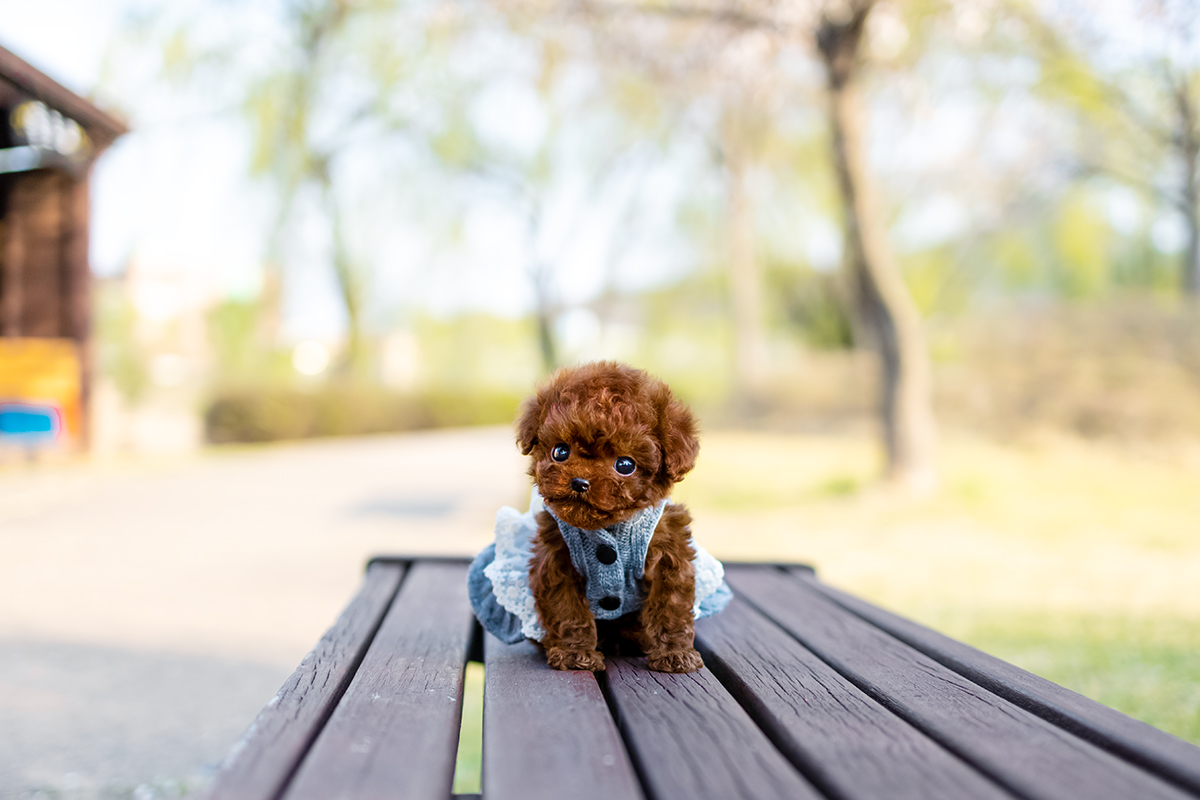 토이푸들 [Teacup Poodle]