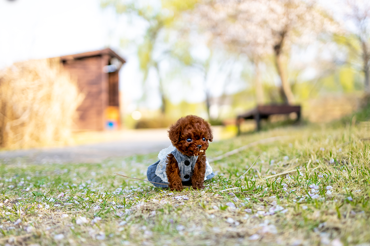 토이푸들 [Teacup Poodle]