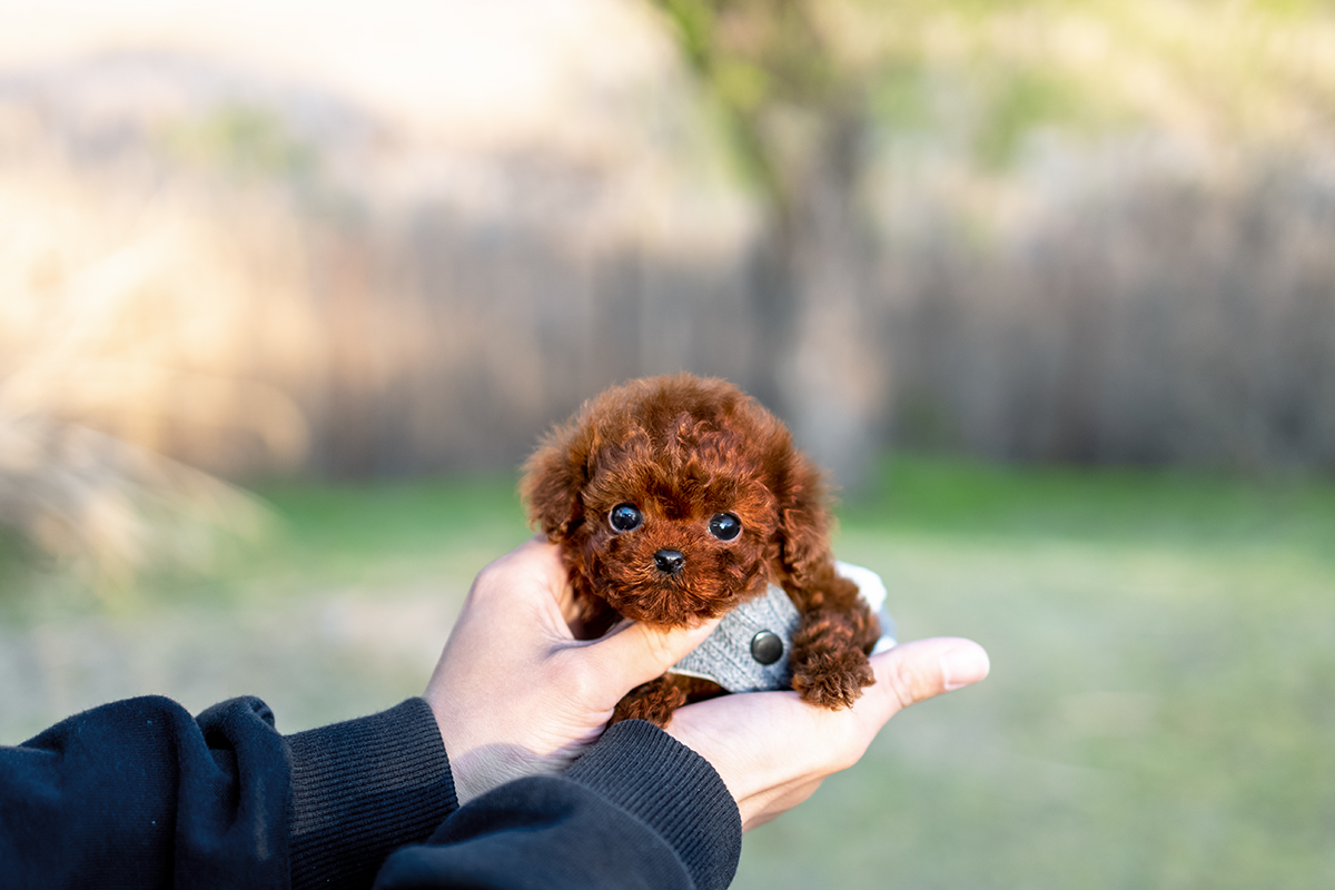 토이푸들 [Teacup Poodle]