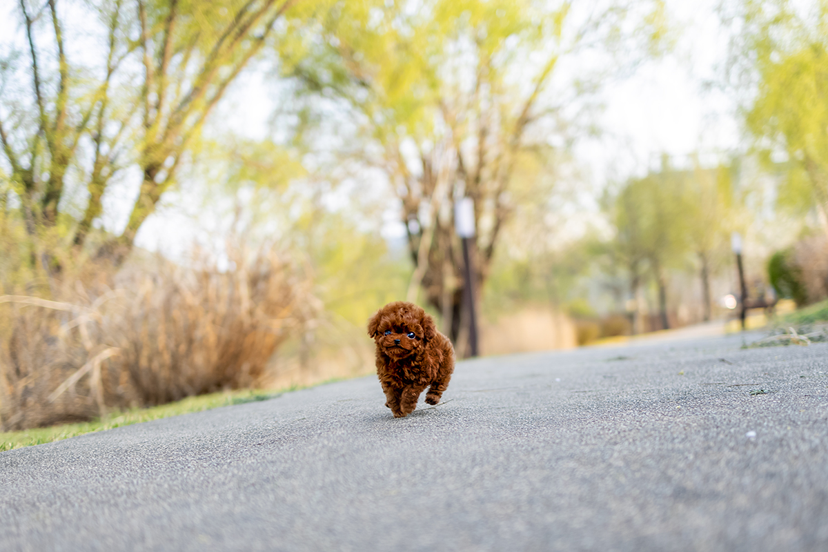 토이푸들 [Teacup Poodle]