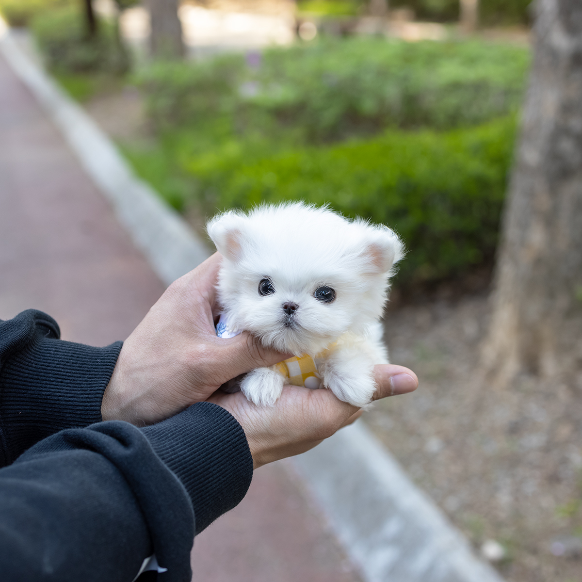 미니말티즈 [Mini Maltese]