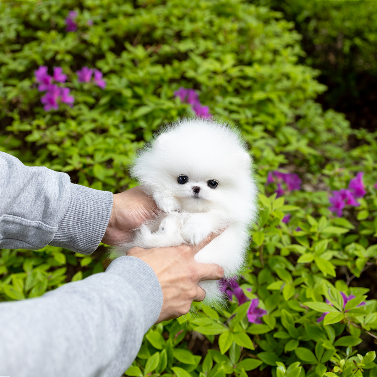 화이트포메라니안 [White Pomeranian]