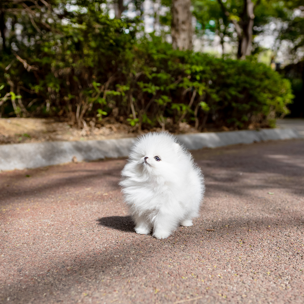 화이트포메라니안 [White Pomeranian]