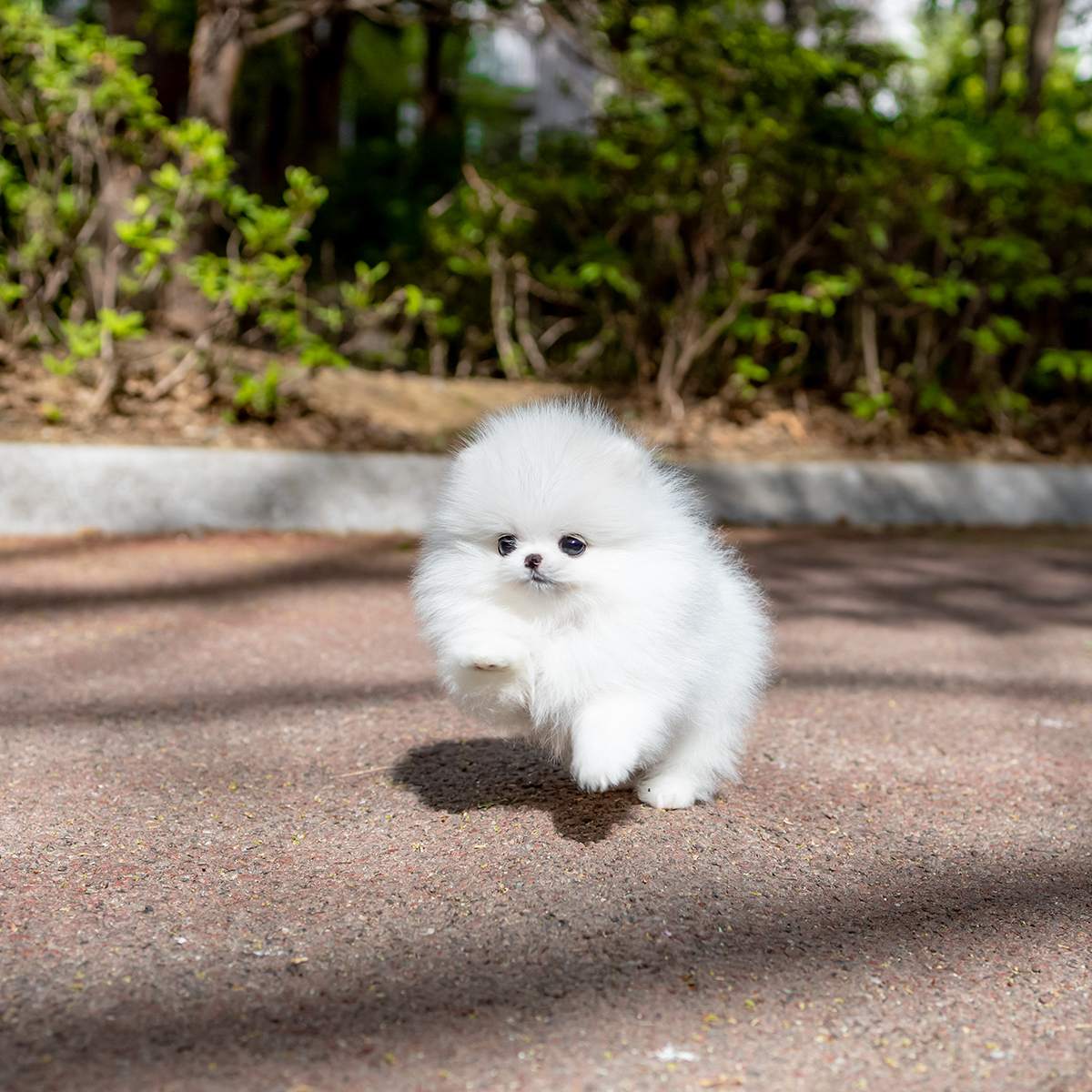 화이트포메라니안 [White Pomeranian]