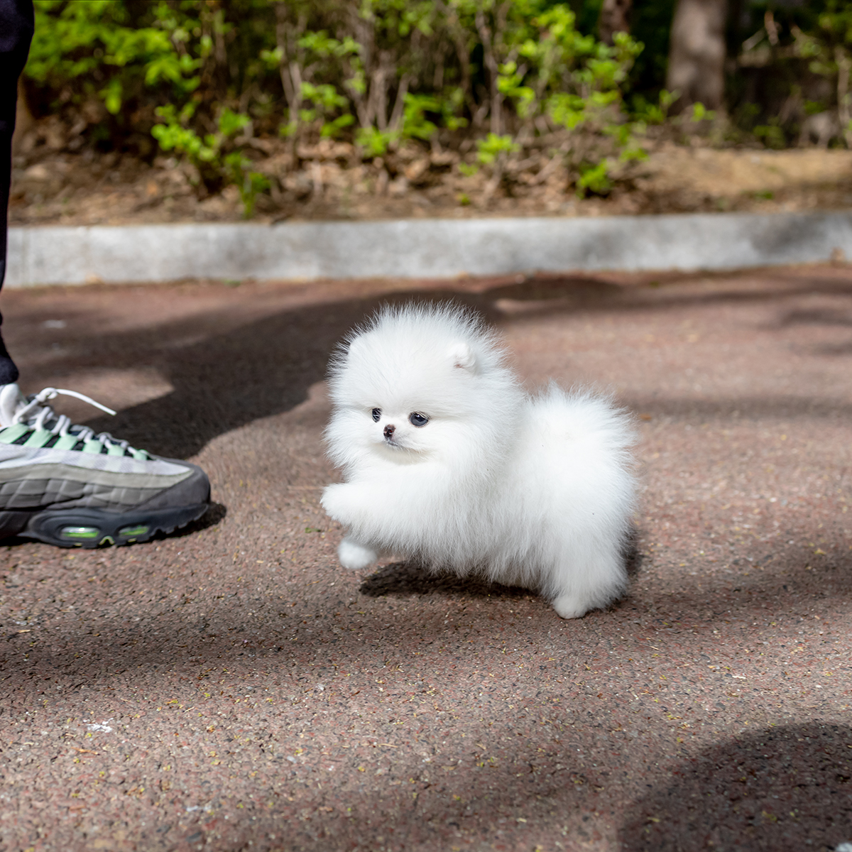 화이트포메라니안 [White Pomeranian]