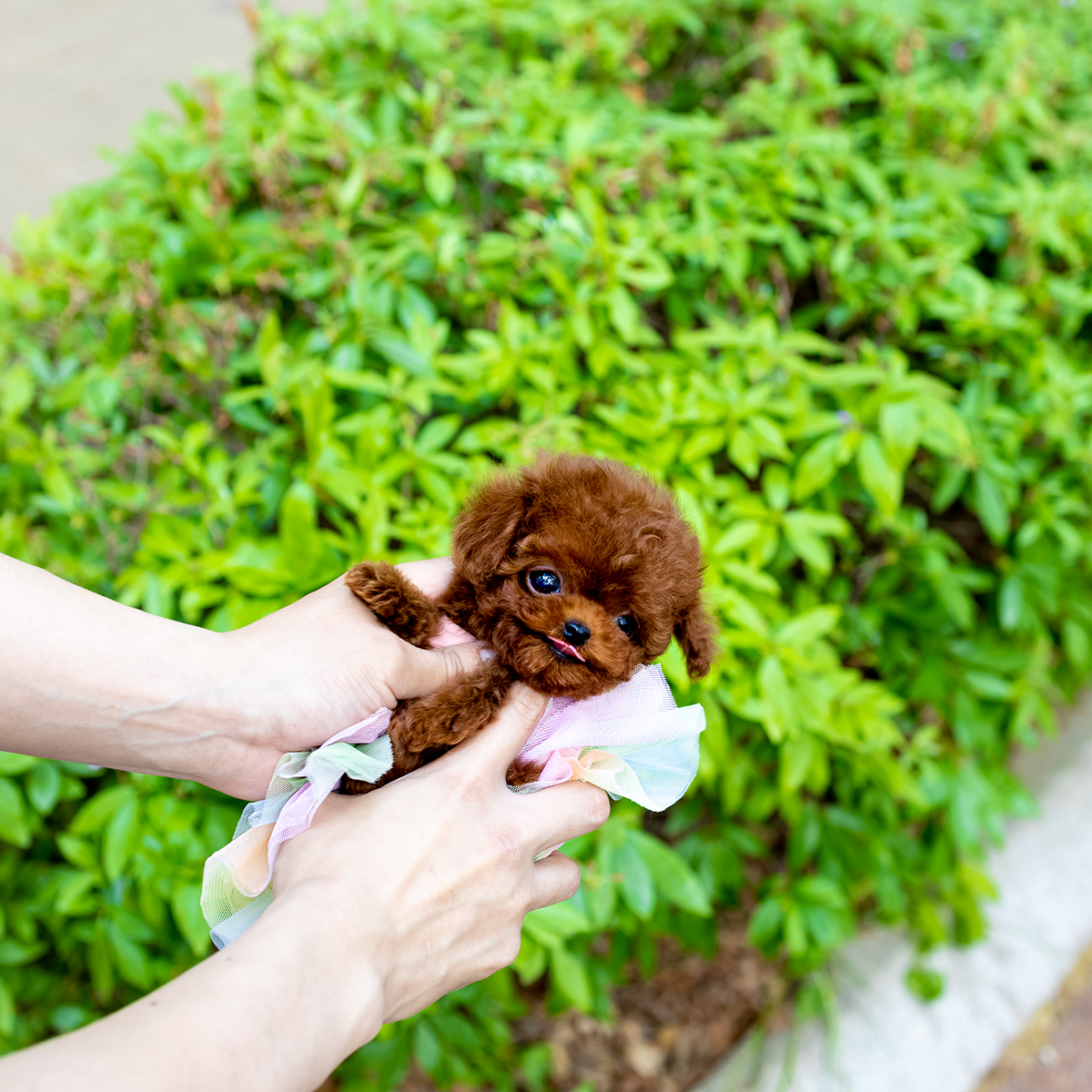 레드토이푸들 [Teacup Red Poodle]