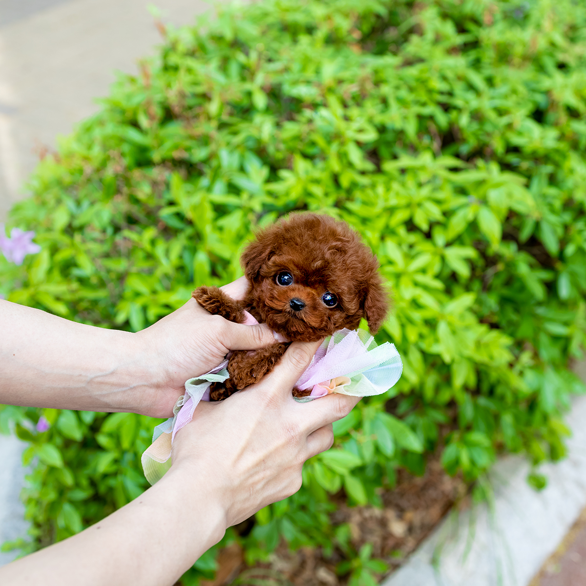 레드토이푸들 [Teacup Red Poodle]