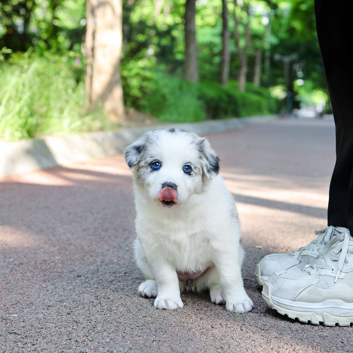 보더콜리 [Border Collie]