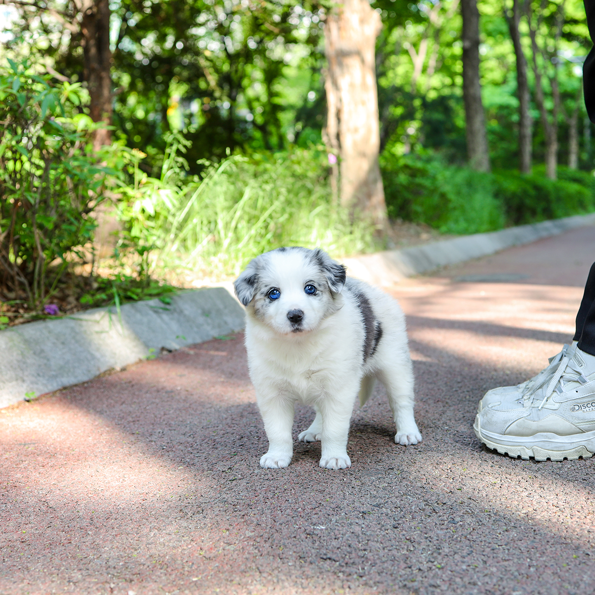 보더콜리 [Border Collie]