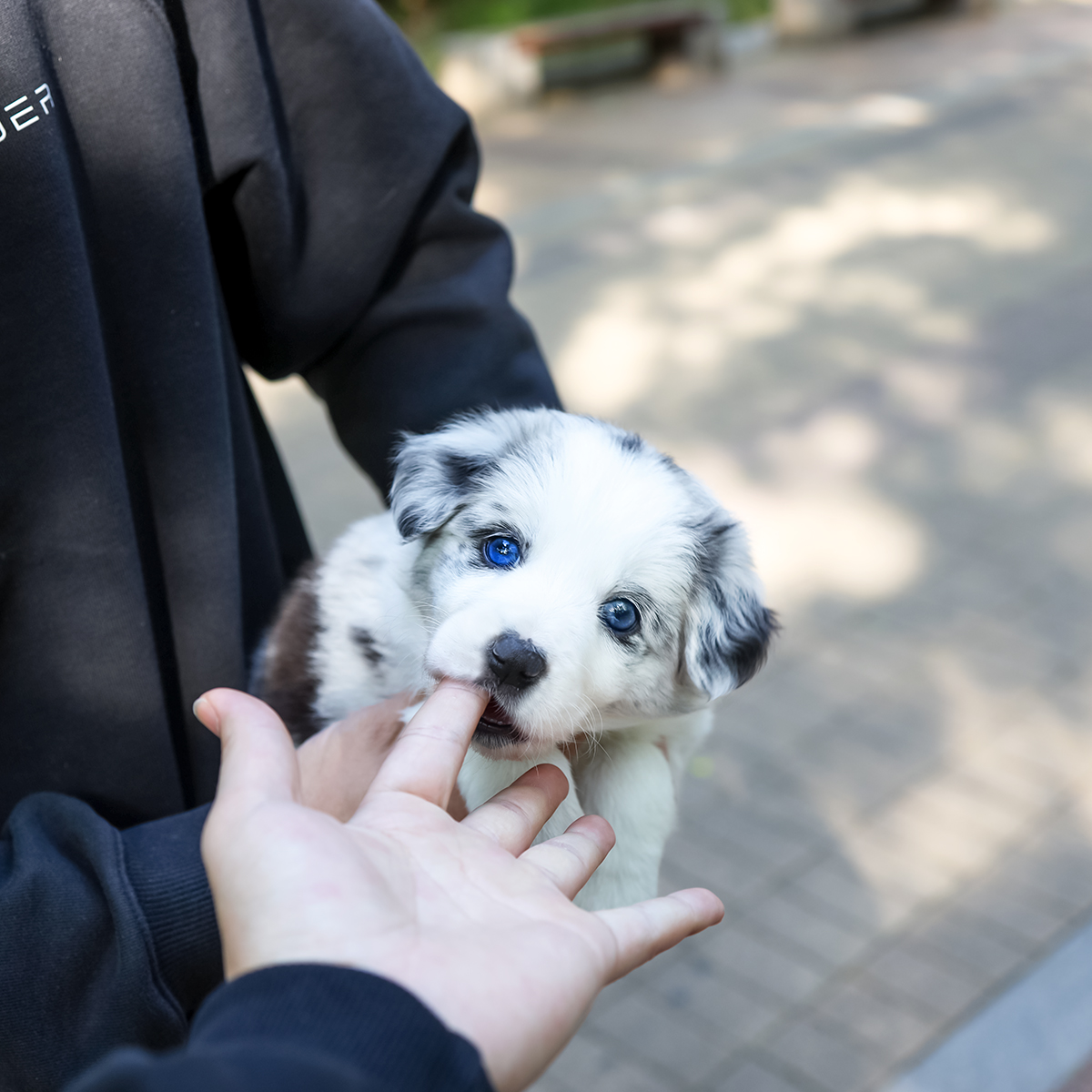 보더콜리 [Border Collie]