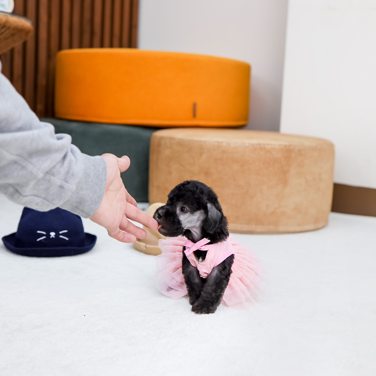 베들링턴테리어 [Bedlington Terrier]