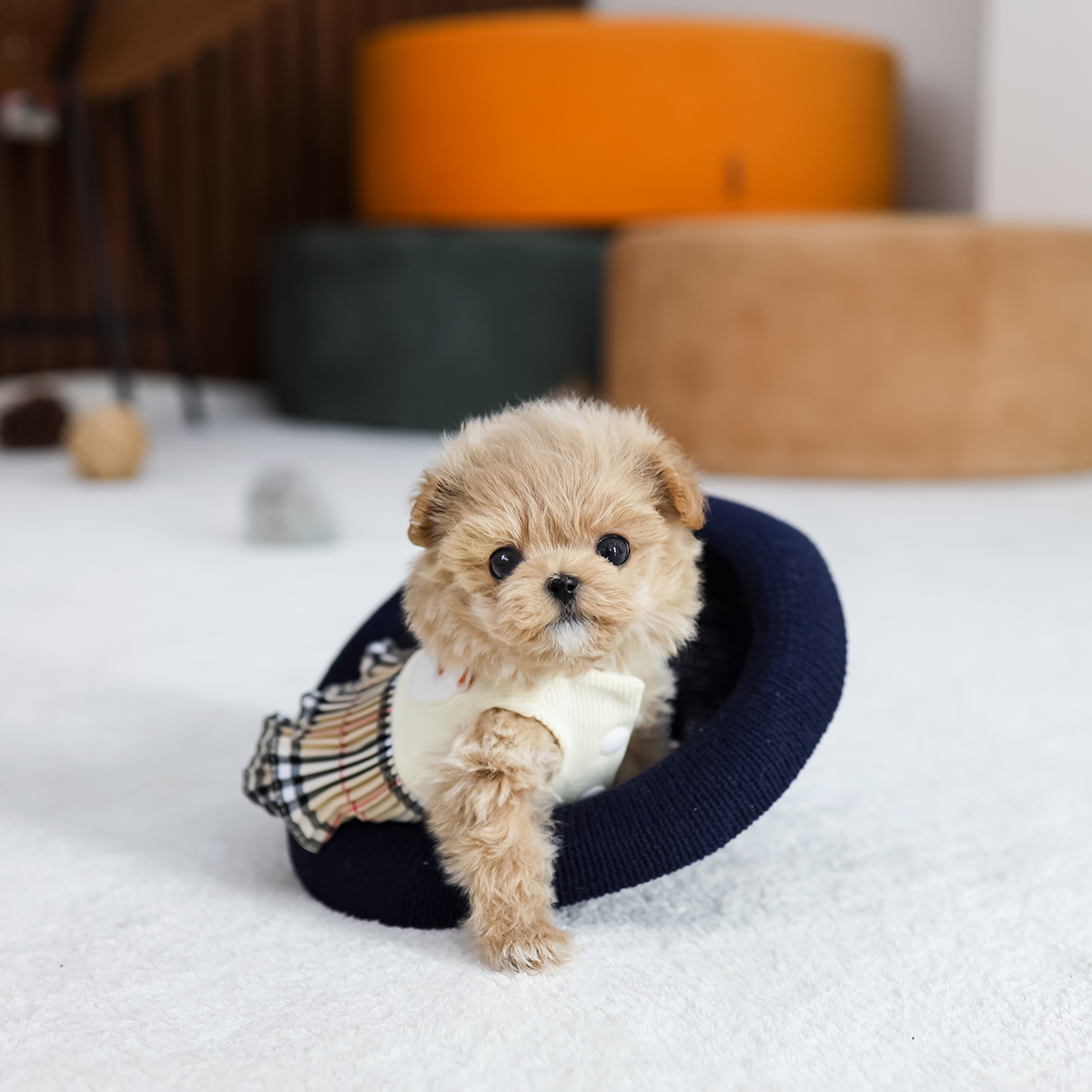 말티푸 [Teacup Maltipoo]