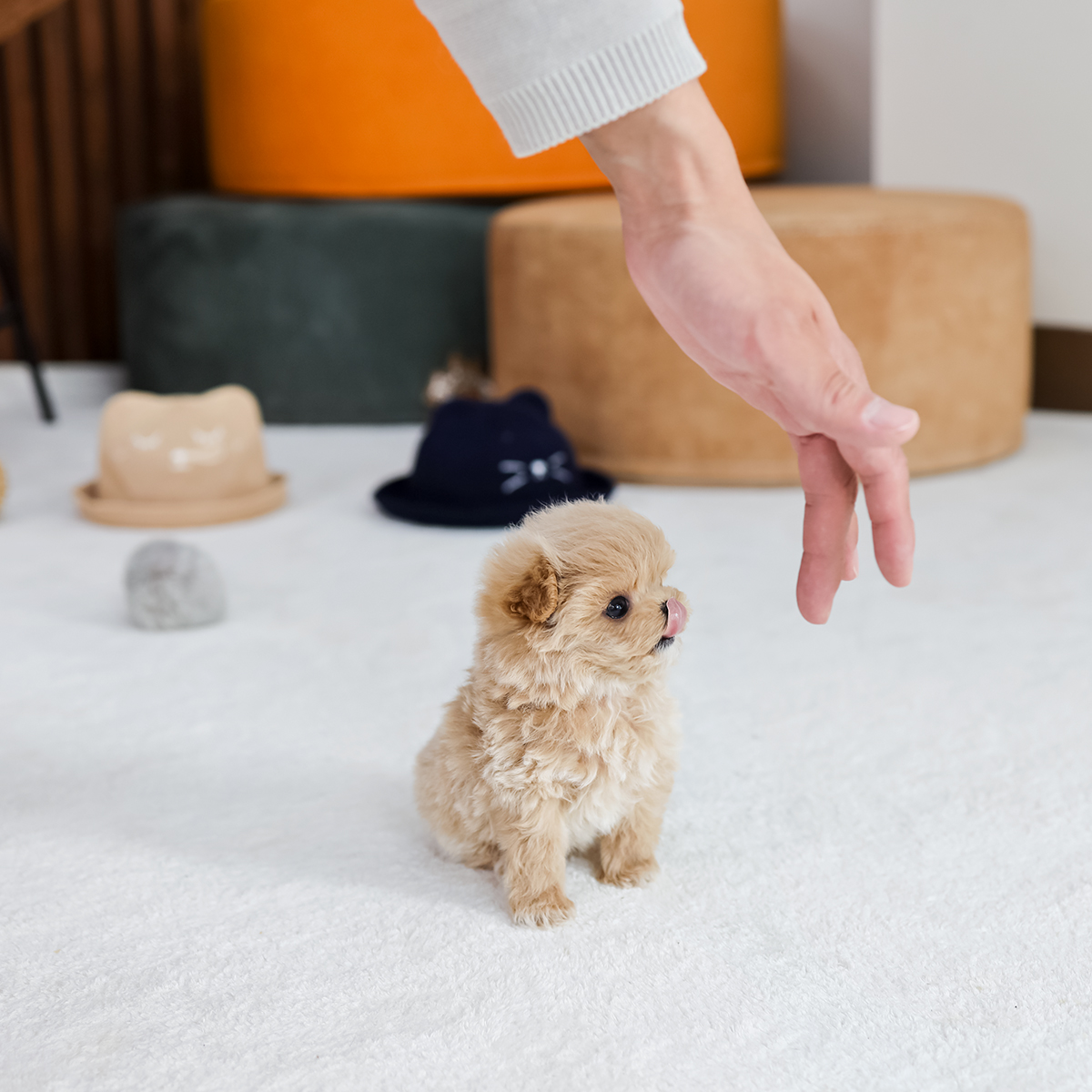 말티푸 [Teacup Maltipoo]