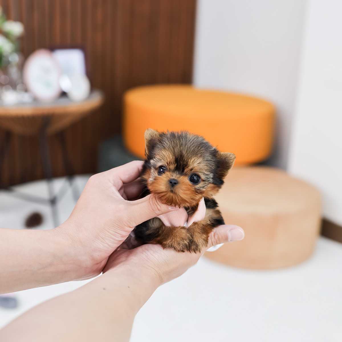 요크셔테리어 [Teacup Yorkshireterrier]