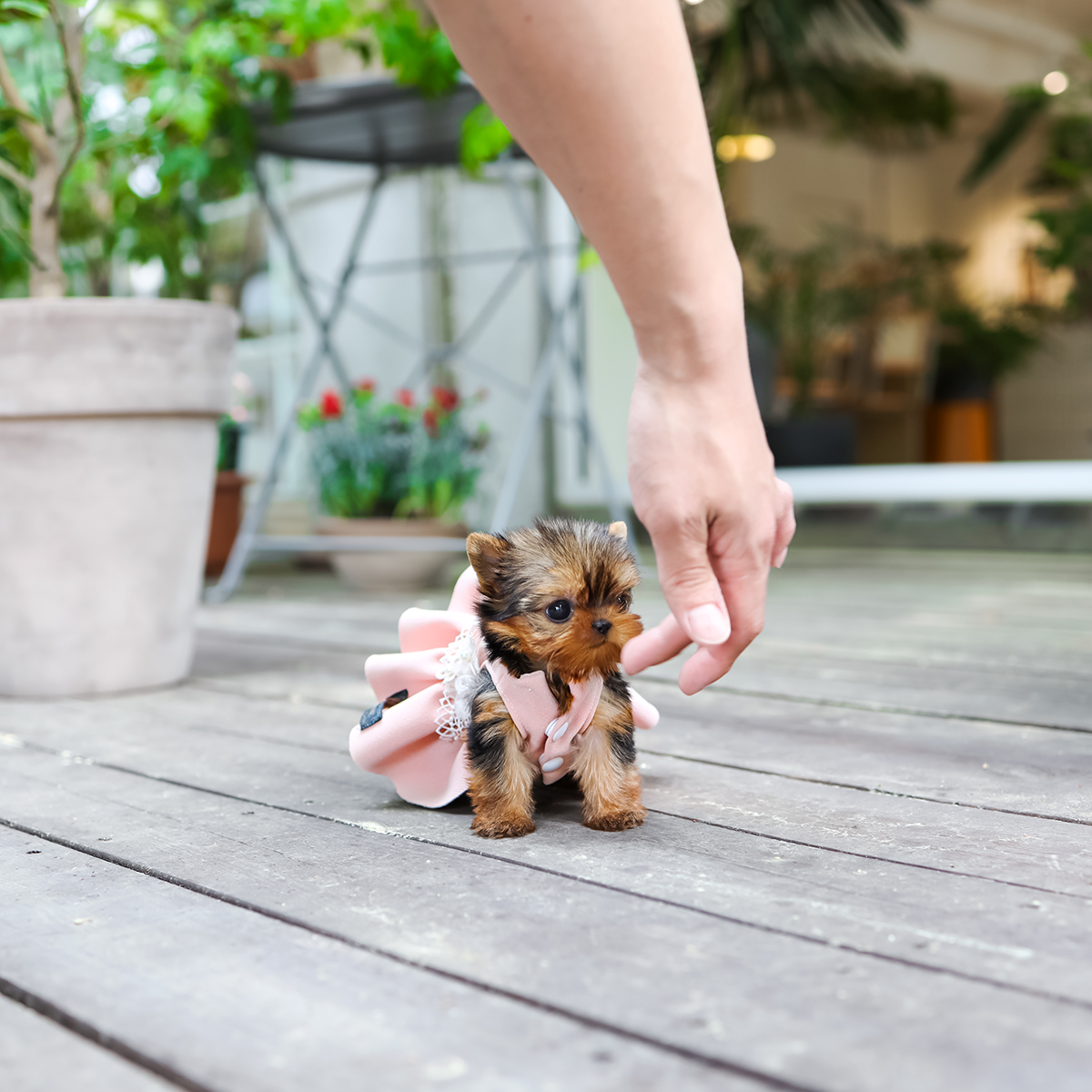 요크셔테리어 [Teacup Yorkshireterrier]