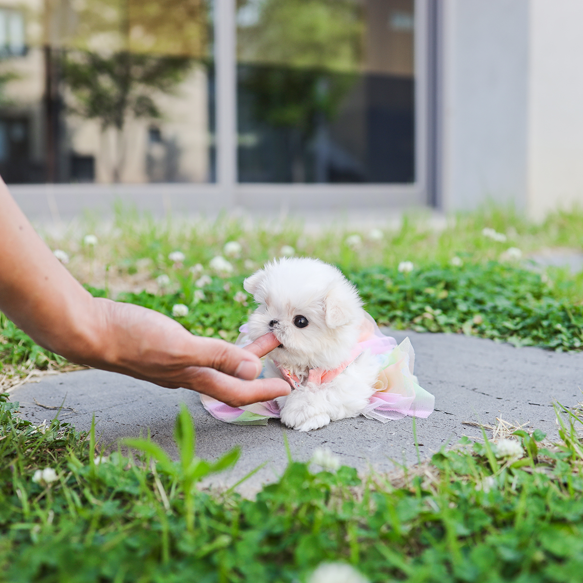 미니 말티즈 [Mini Maltese]