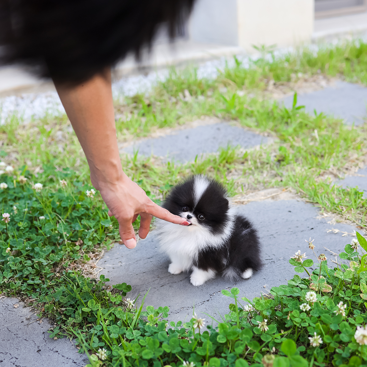 포메라니안 [Pomeranian]