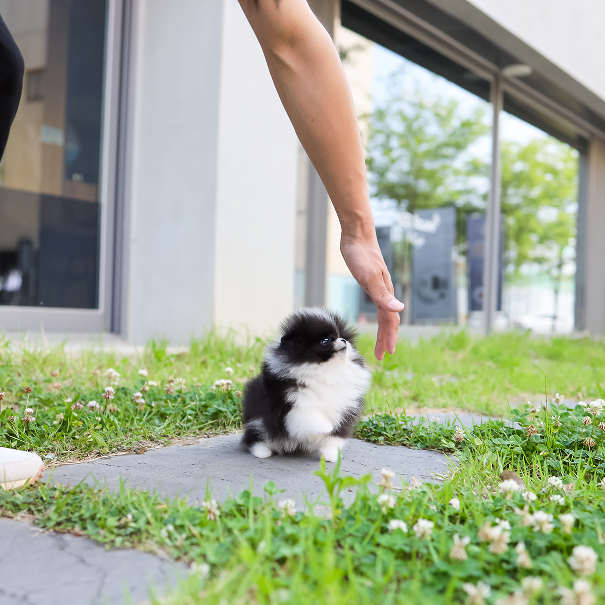 포메라니안 [Pomeranian]