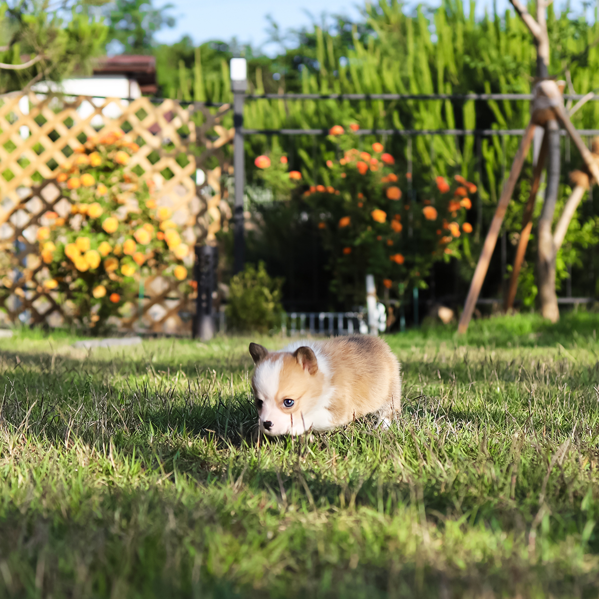 웰시코기 [Welsh Corgi]