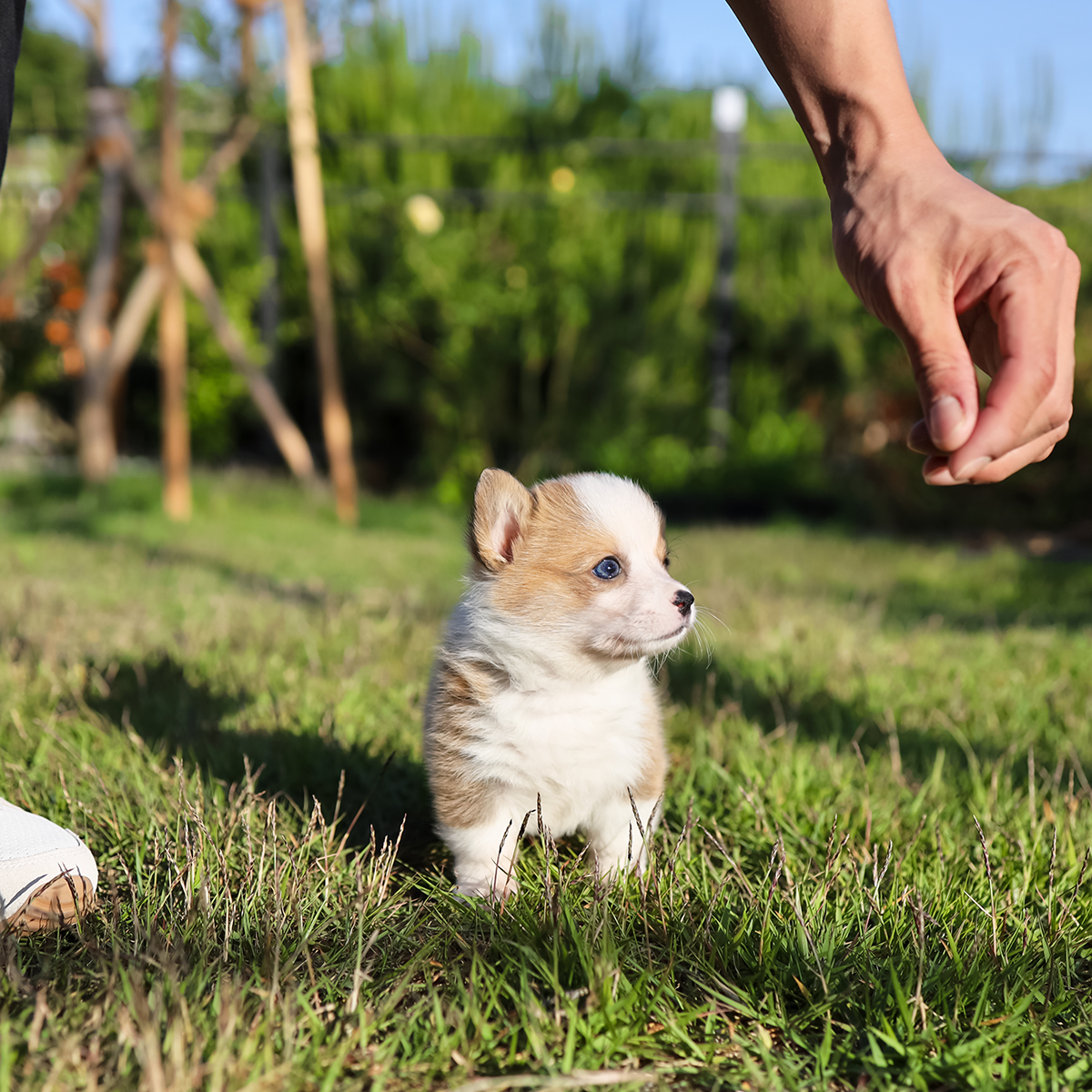 웰시코기 [Welsh Corgi]