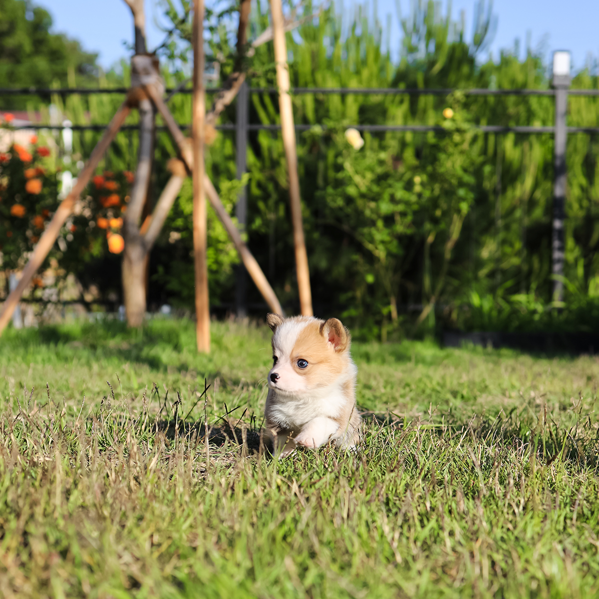 웰시코기 [Welsh Corgi]