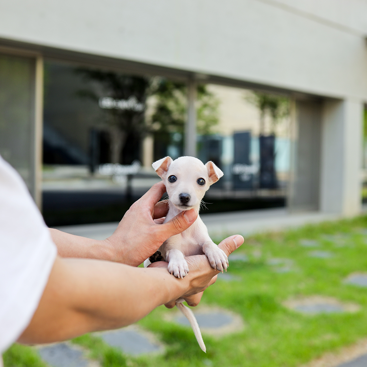 이탈리안그레이하운드 [Italian Greyhound]