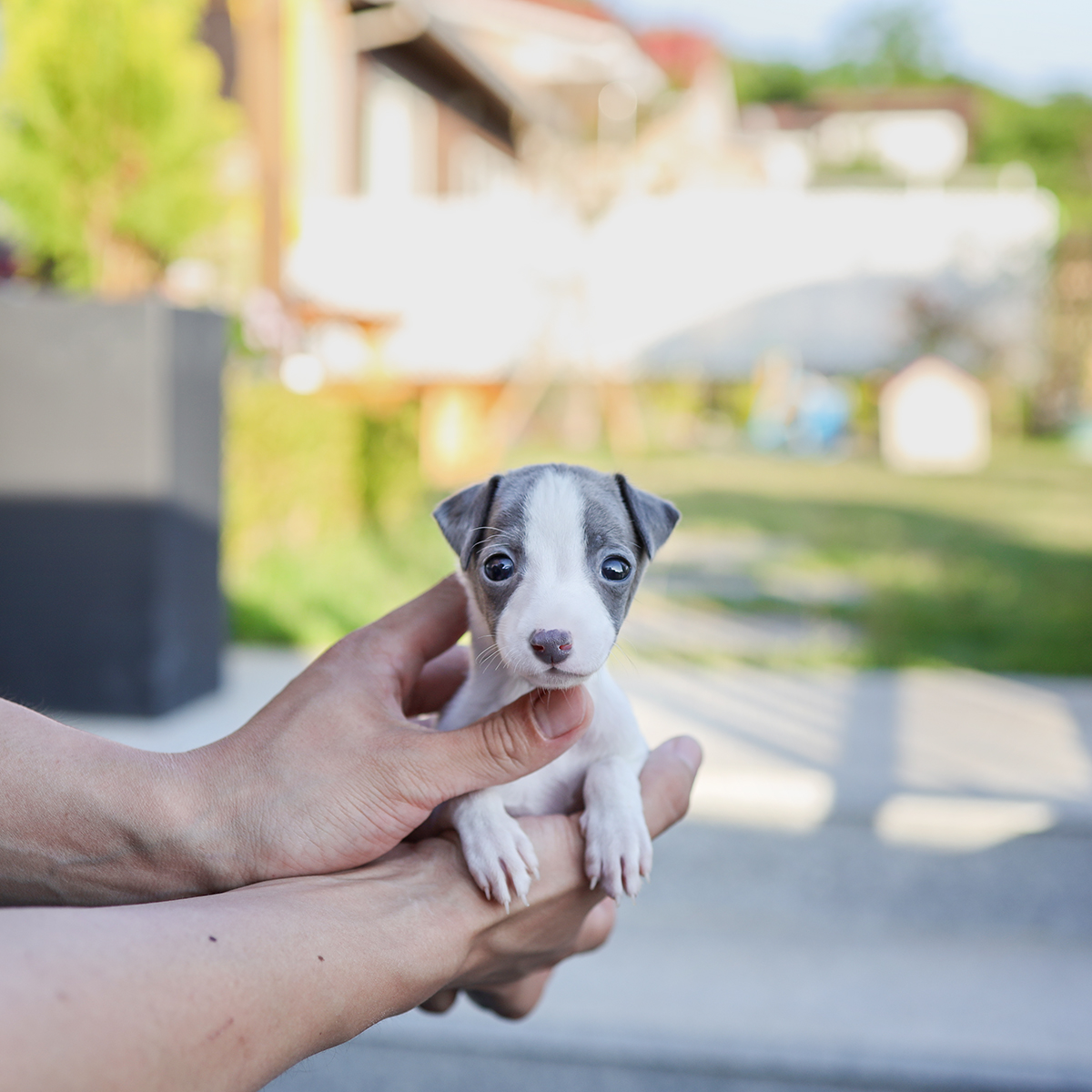 이탈리안그레이하운드 [Italian Greyhound]