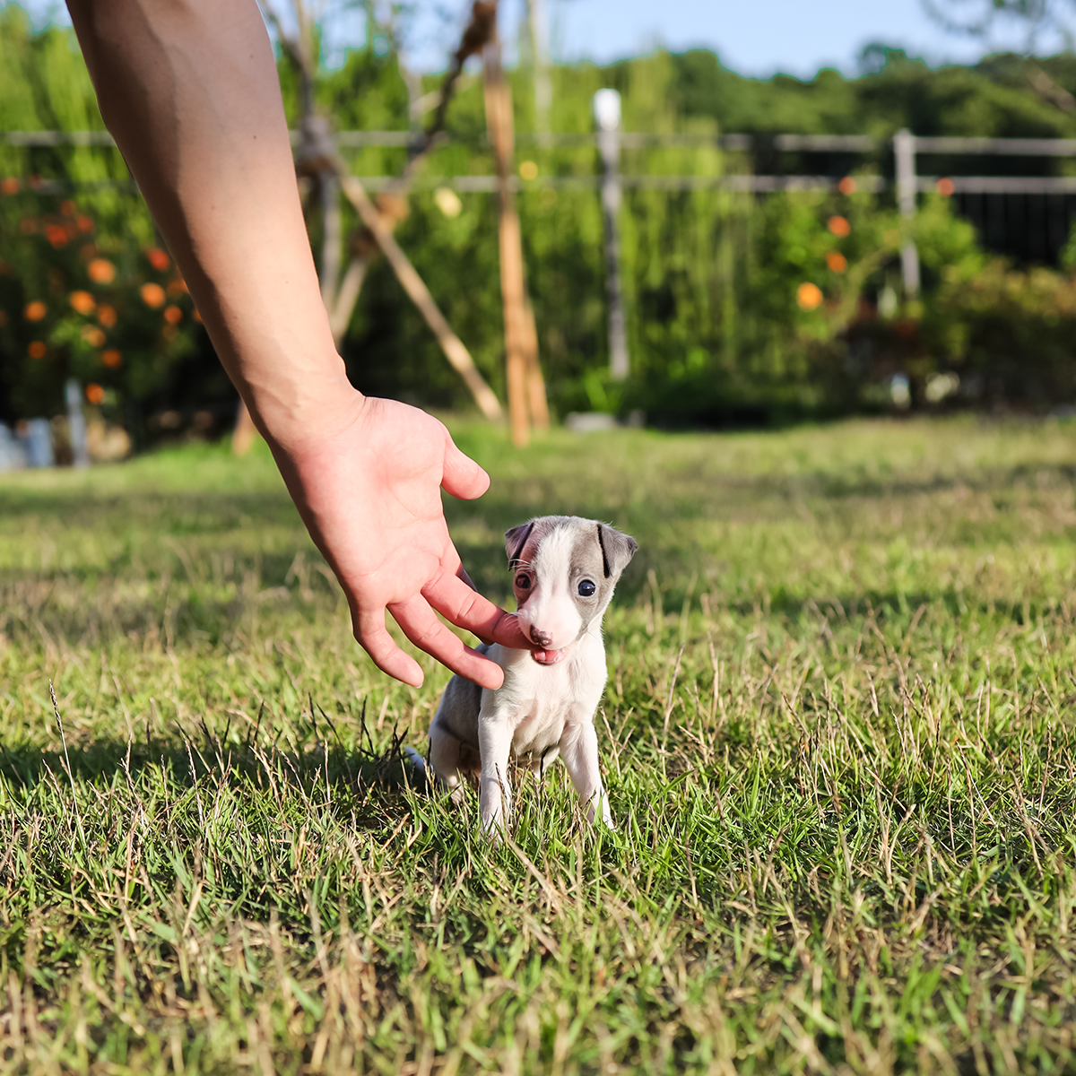 이탈리안그레이하운드 [Italian Greyhound]