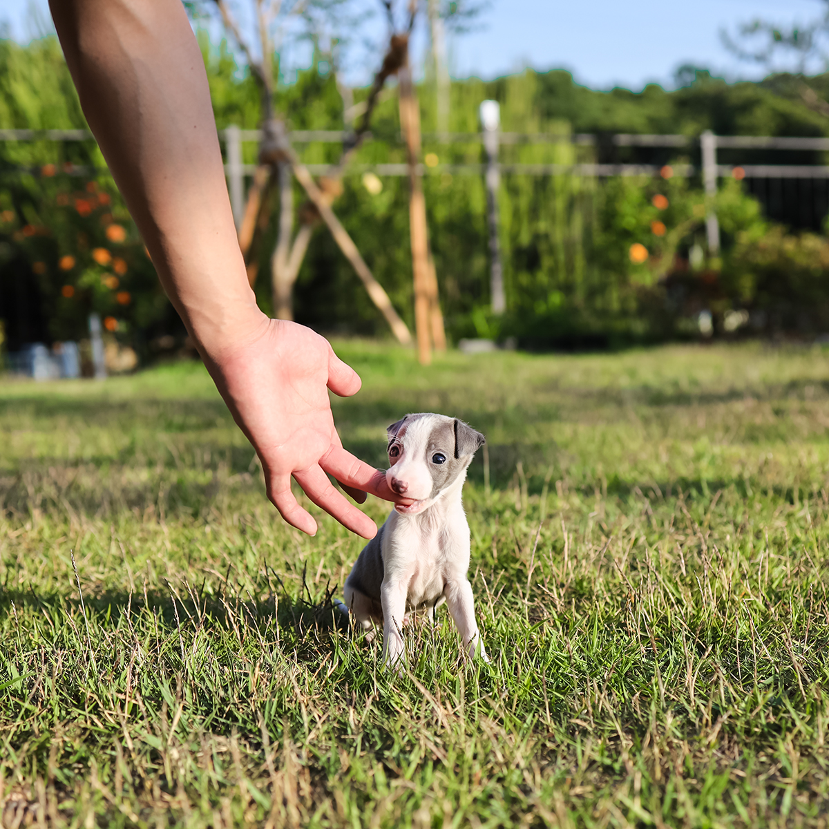 이탈리안그레이하운드 [Italian Greyhound]