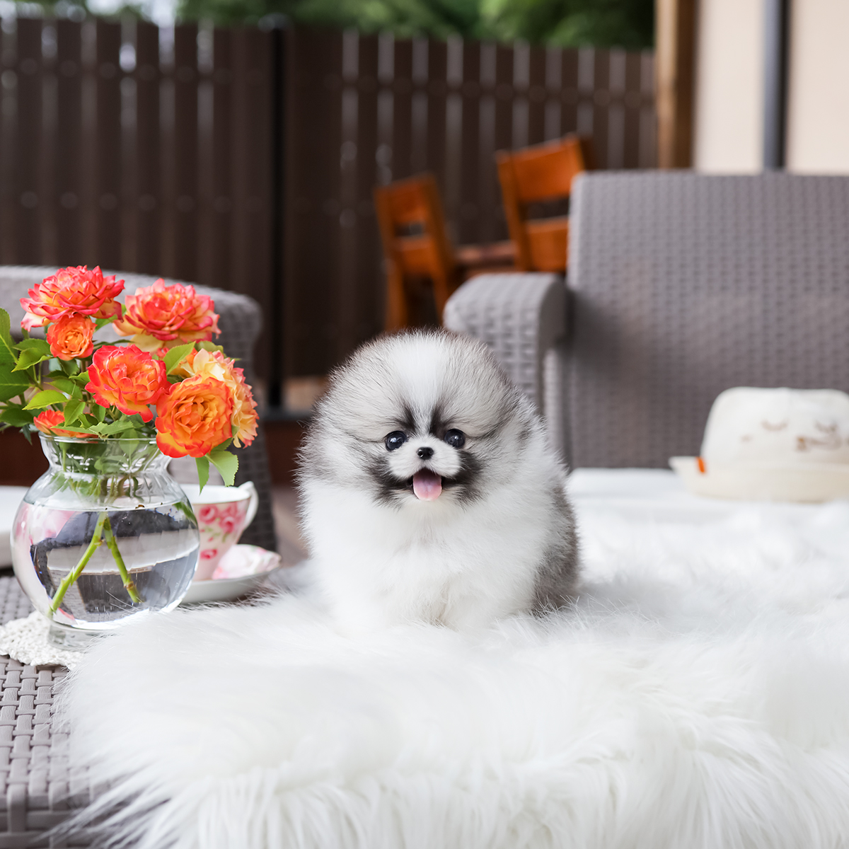 포메라니안 [Pomeranian]