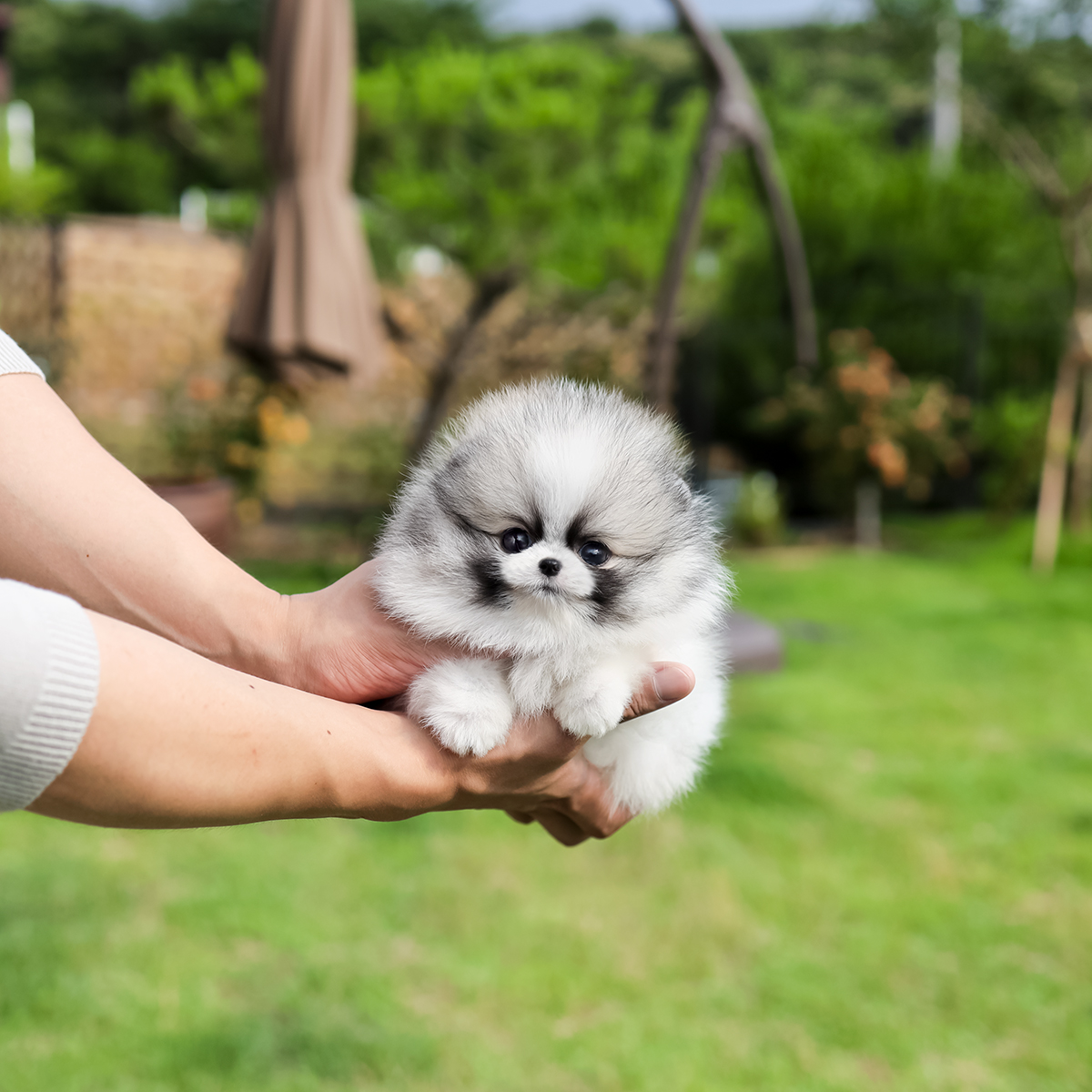 포메라니안 [Pomeranian]